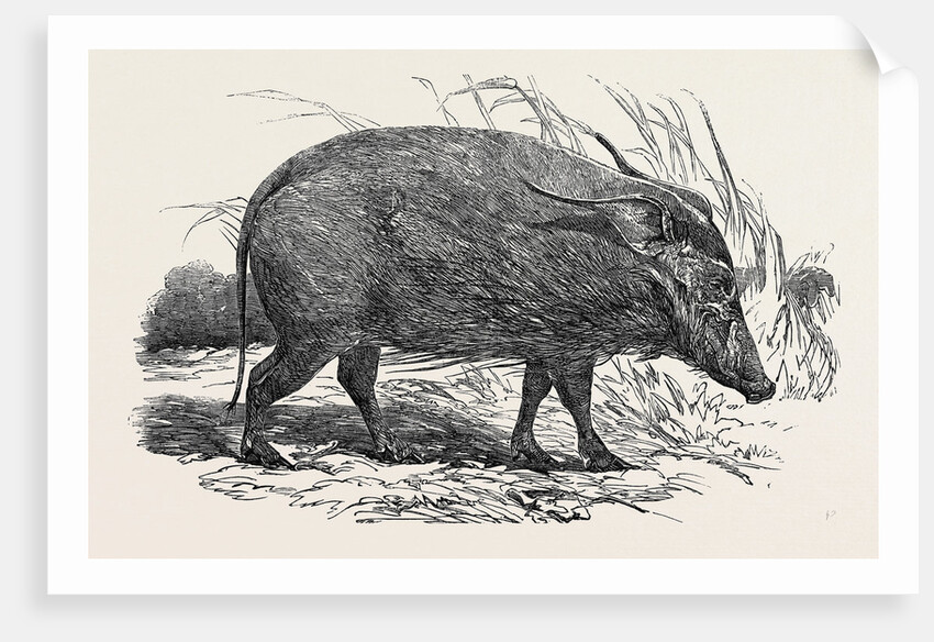 Choiropotamus, or Red Hog of the Cameroons, in the Gardens of the Zoological Society, Regent's Park, London by Anonymous