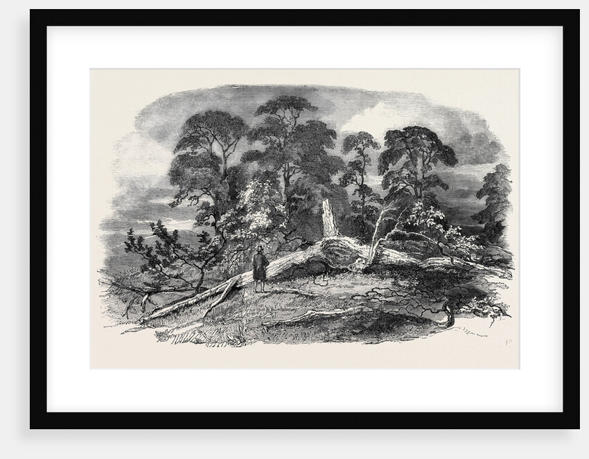 Oak Struck by Lightning in Westwood Park, Droitwich, 1852 by Anonymous
