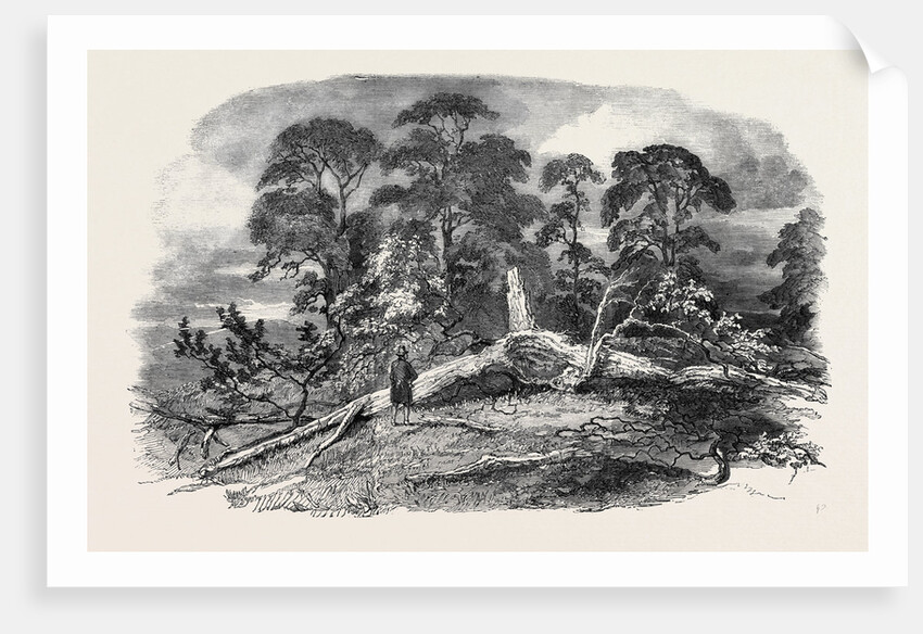 Oak Struck by Lightning in Westwood Park, Droitwich, 1852 by Anonymous