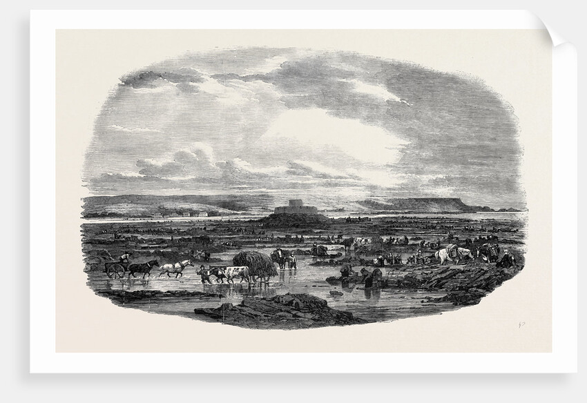 The Vraic or Seaweed Harvest Guernsey: Gathering the Vraic or Seaweed. by Anonymous