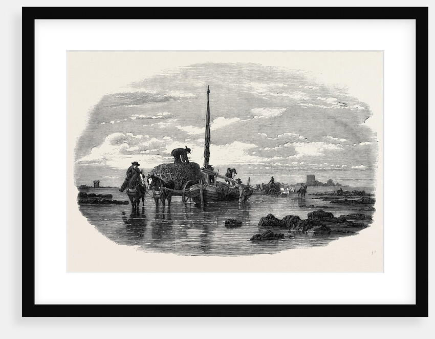 The Vraic or Seaweed Harvest Guernsey: Carting the Vraic by Anonymous