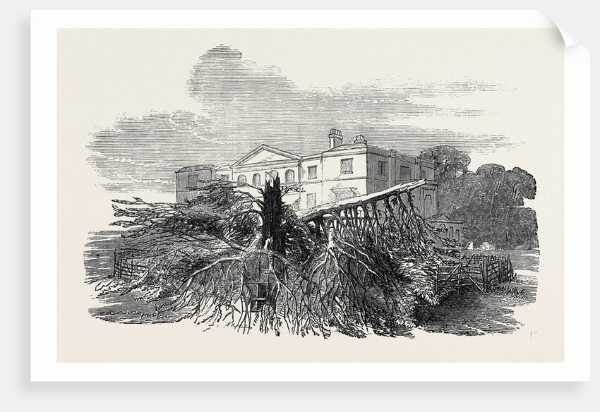 Cedar Struck by Lightning, at Henley-Upon-Thames, 1852 by Anonymous