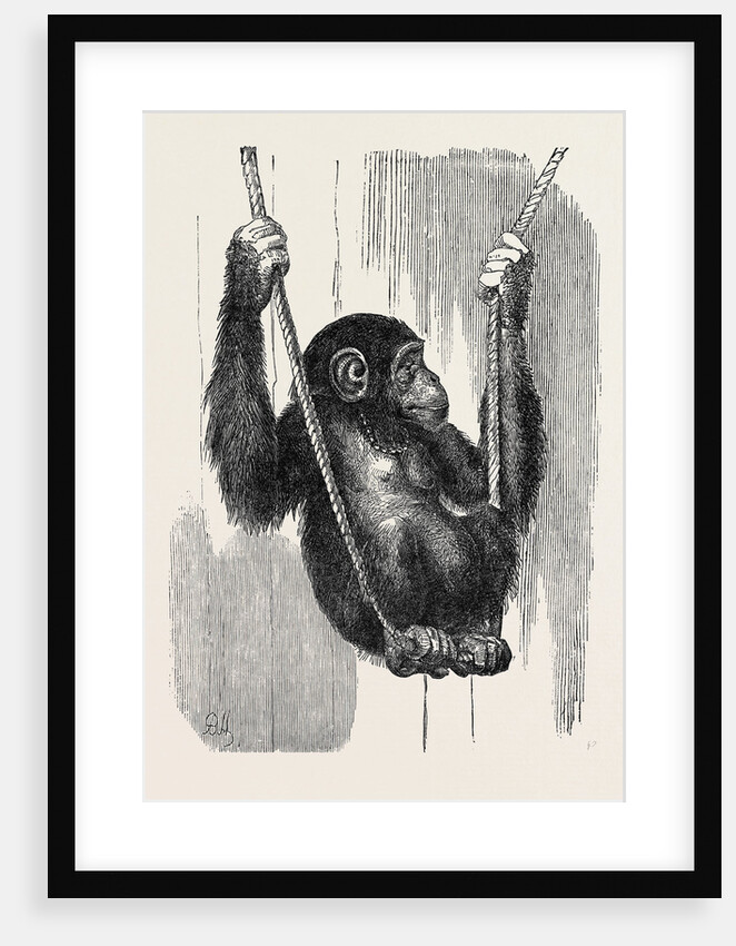 Chimpanzee, in the Gardens of the Zoological Society by Anonymous