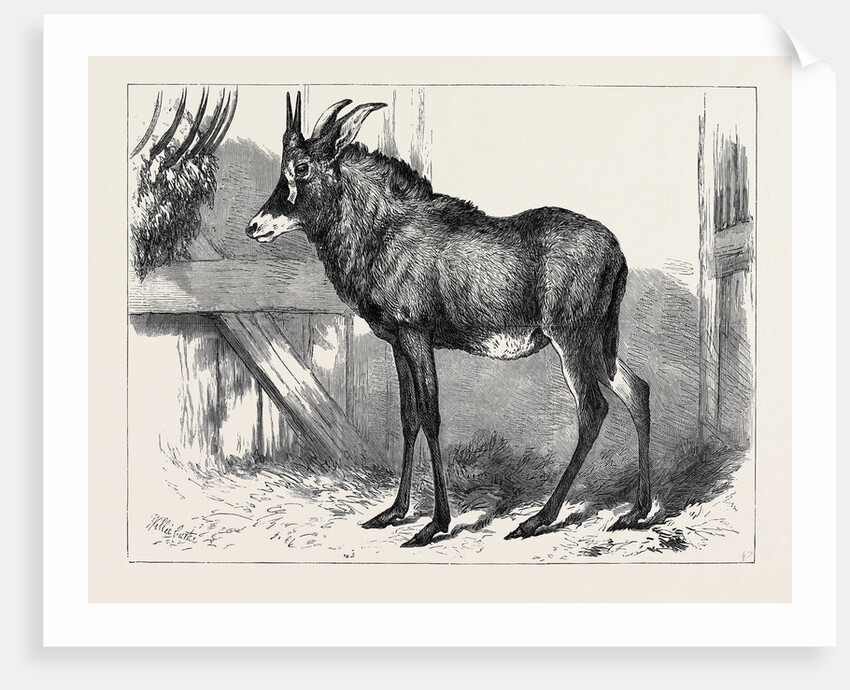 The Equine Antelope of Nubia in the Gardens of the Zoological Society London 1879 by Anonymous