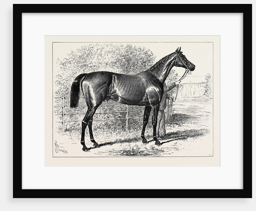 Isonomy Winner of the Ascot Cup 1879 by Anonymous