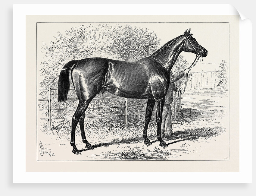 Isonomy Winner of the Ascot Cup 1879 by Anonymous