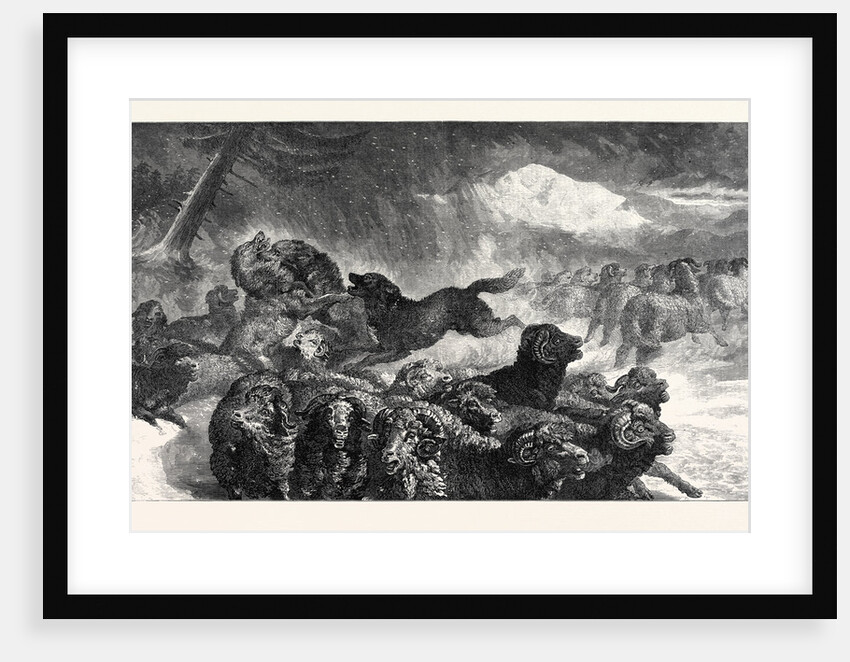 A Stampede from a Wolf, in the Exhibition of the Royal Academy 1867 by Anonymous