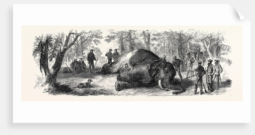 Measuring the Elephant Killed by the Duke of Edinburgh 1867 by Anonymous