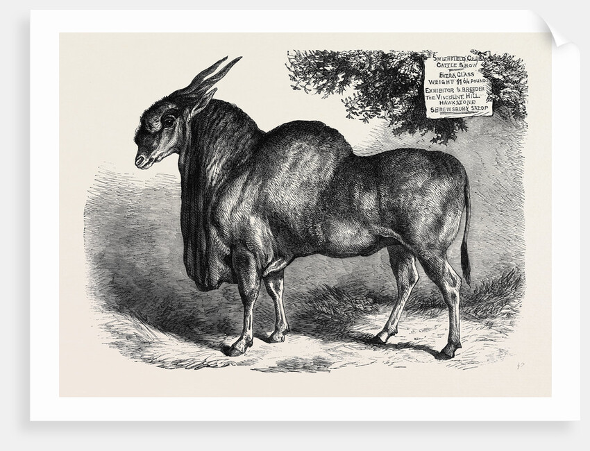 The Eland at the Smithfield Club Cattle Show 1867 by Anonymous
