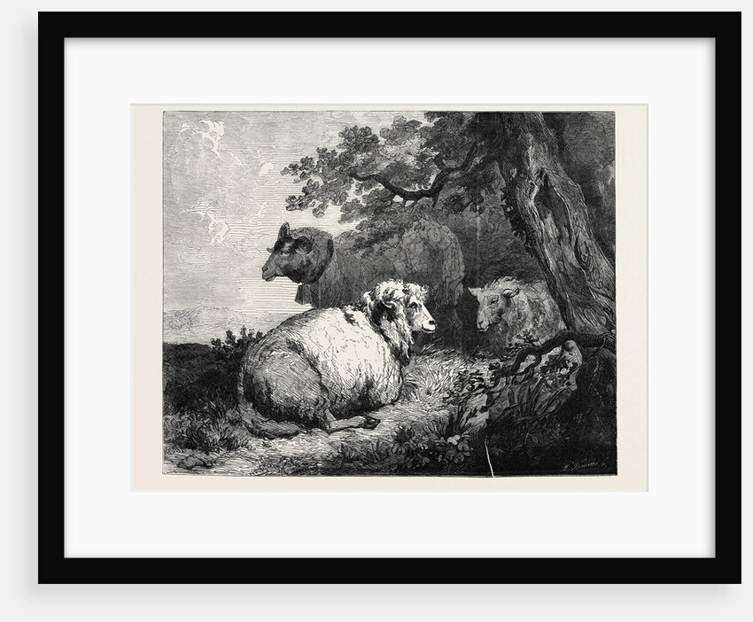 Sheep, in the International Exhibition 1862 by Anonymous