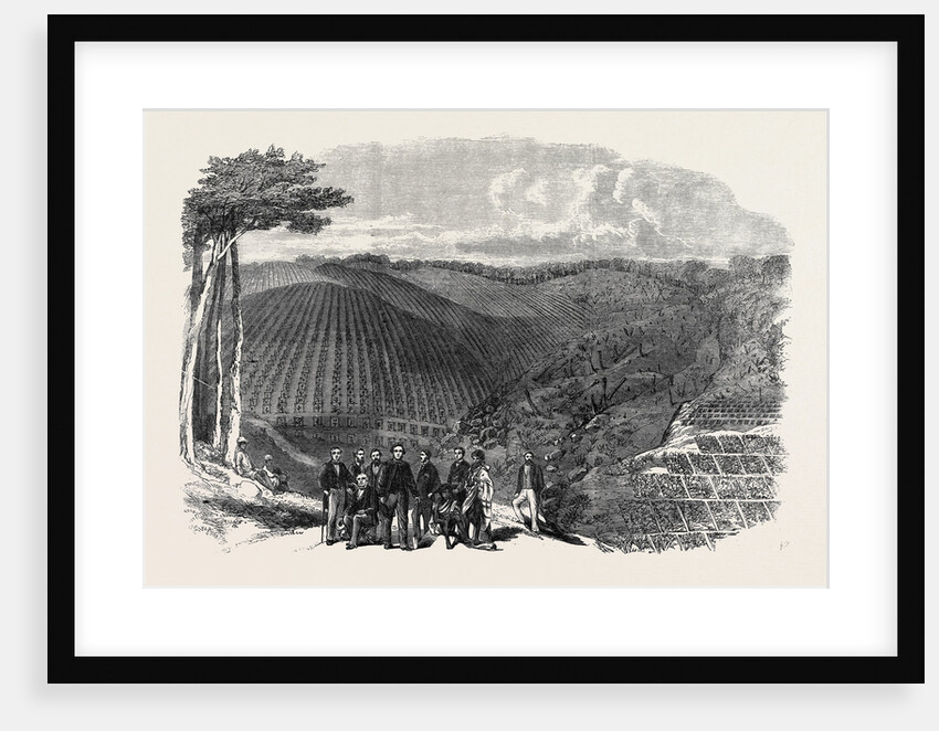 Peruvian Bark Tree Plantations in the Neilgherry Hills India: Sir William Denison Governor of Madras Planting the First Tree in a New Plantation 1862 by Anonymous