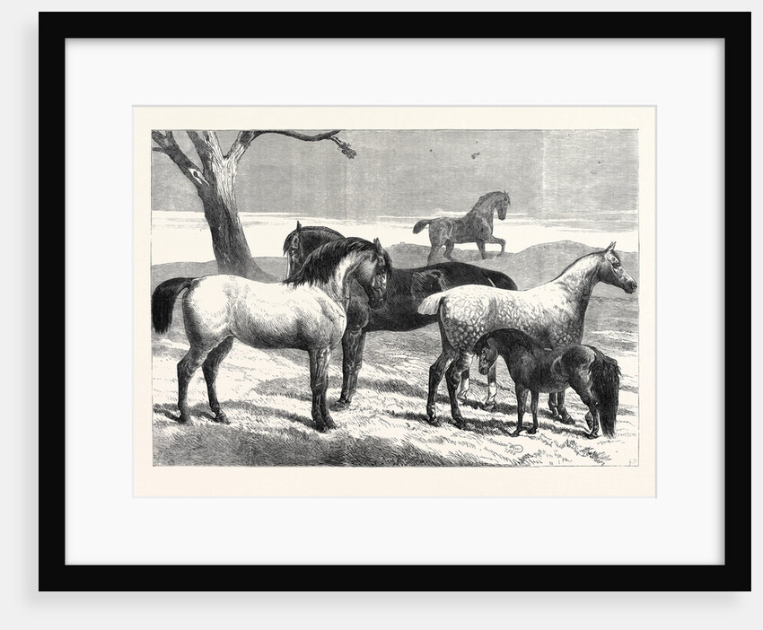 Prize Horses at the Horse Show in the Agricultural Hall Islington UK 1866 by Anonymous