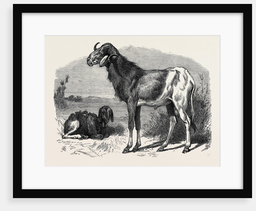 Long-Eared African Sheep in the Zoological Society's Gardens Regent's Park 1866 by Anonymous