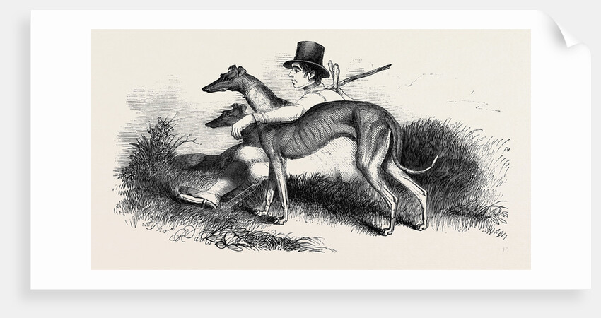 Coursing, Greyhounds. by Anonymous
