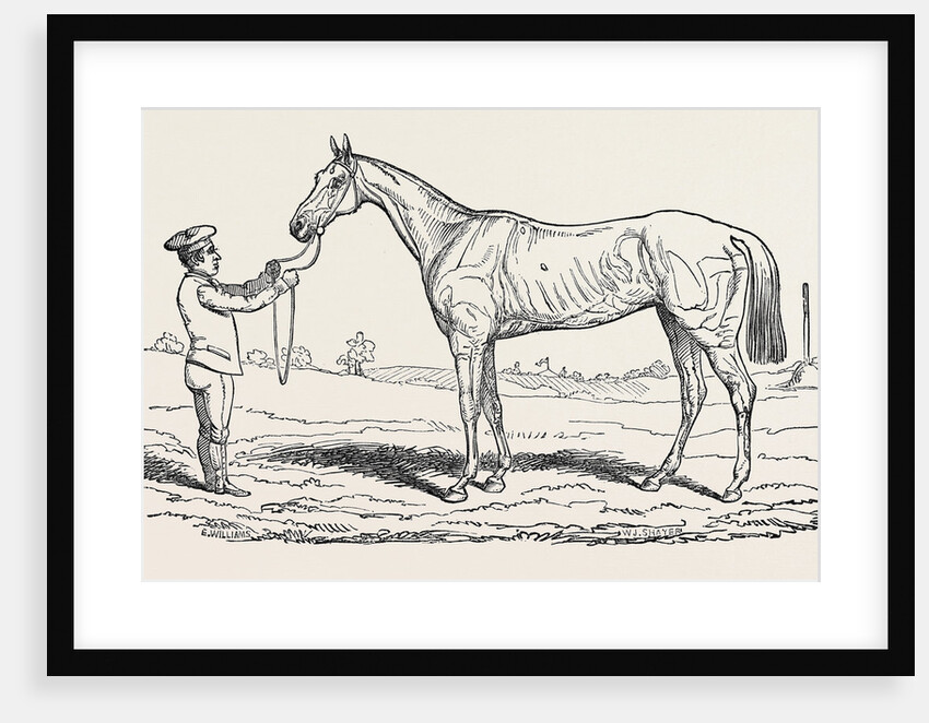The Princess, Winner of the Oaks. by Anonymous