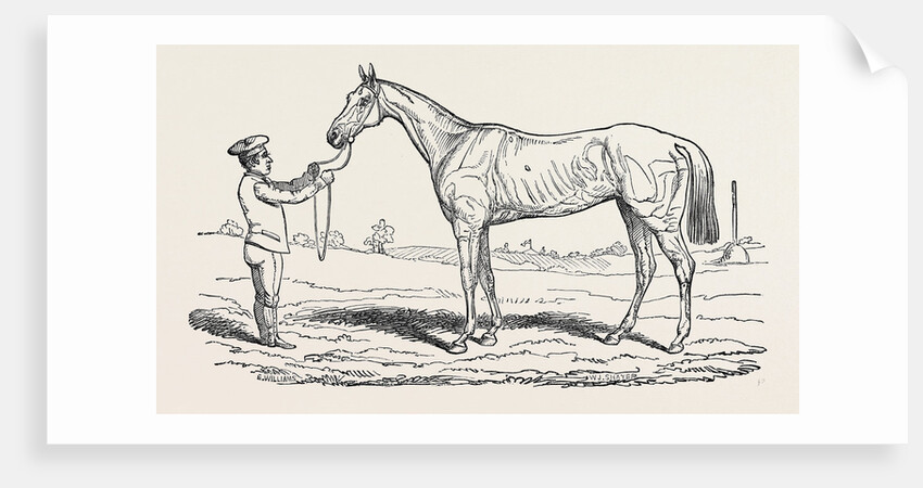 The Princess, Winner of the Oaks. by Anonymous