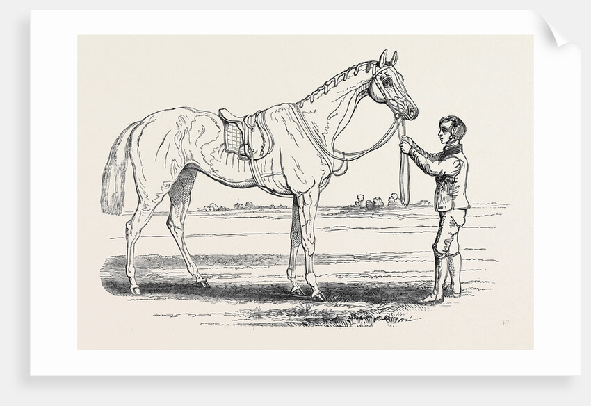 Alice Hawthorn, the Winner of the Gold Vase, at Ascot Races by Anonymous