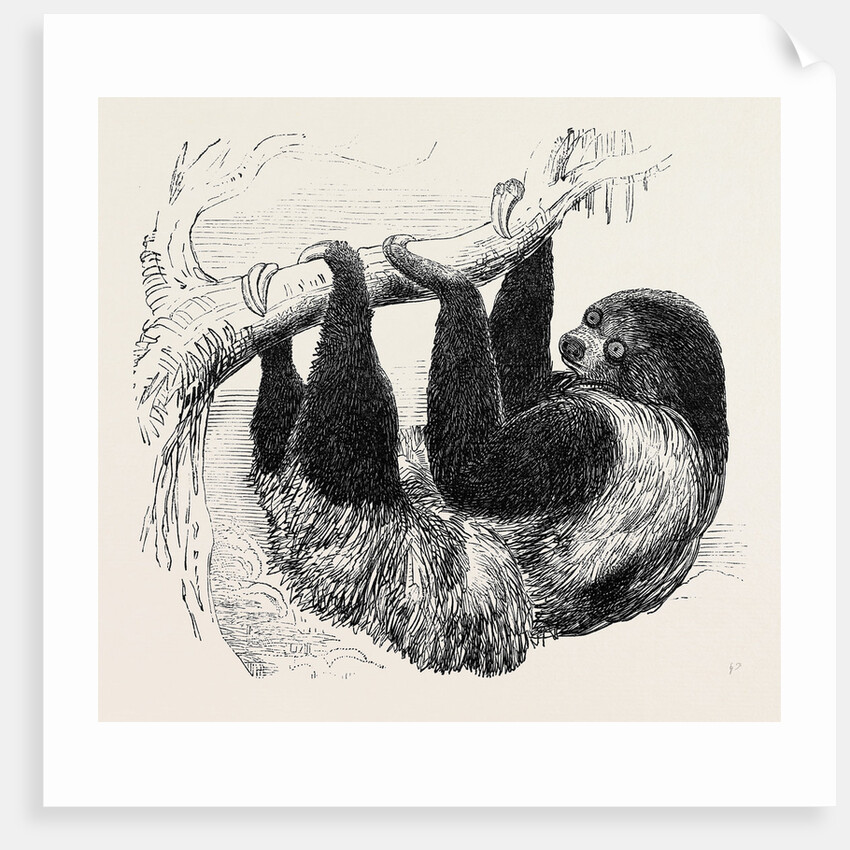 Sloth at the Zoological Gardens, Regent's Park by Anonymous