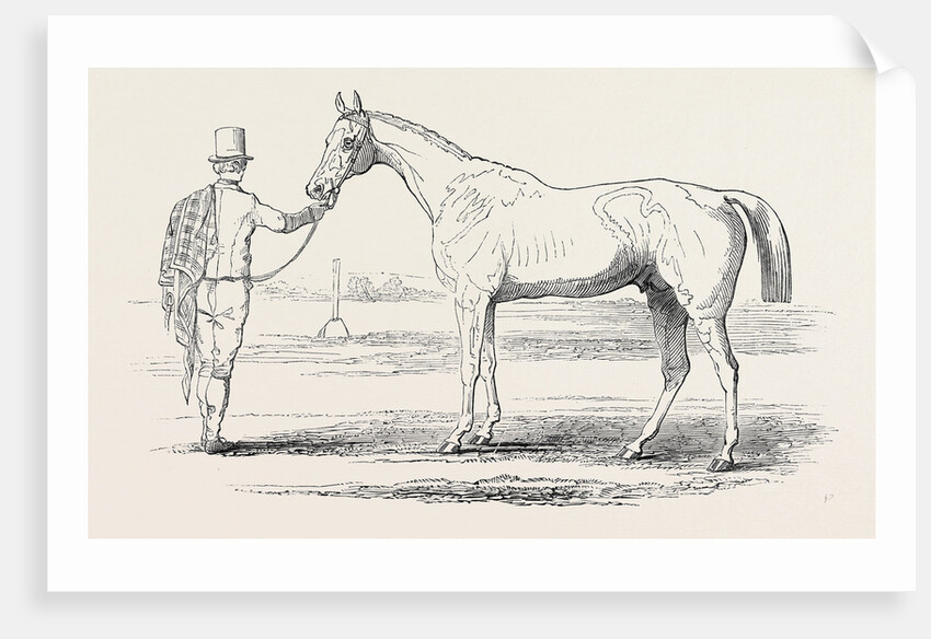Colonel Peel's Orlando, the Winner of the Derby. by Anonymous
