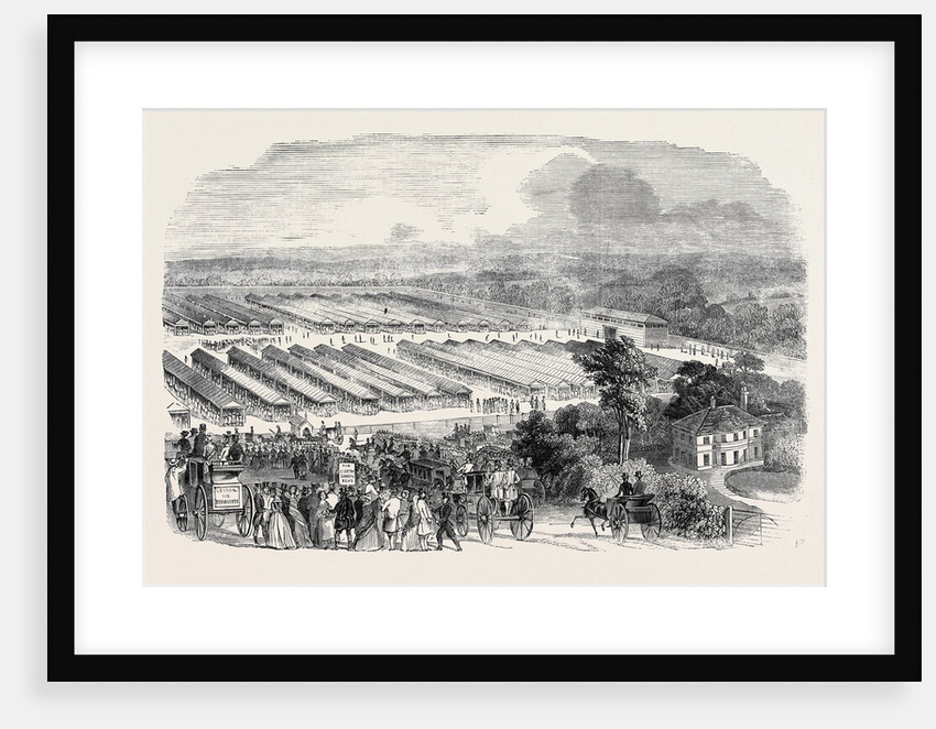 The Cattle Show, Portswood. by Anonymous