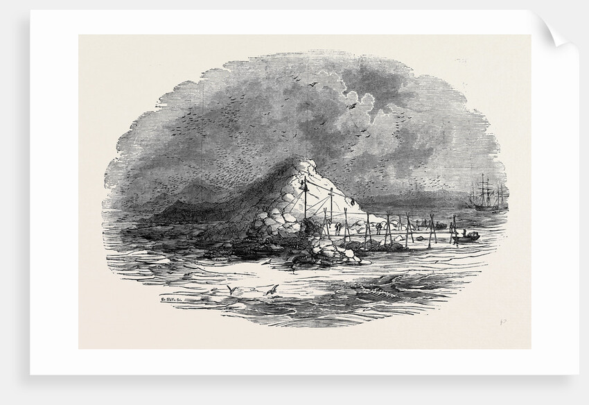 The Island of Ichaboe by Anonymous