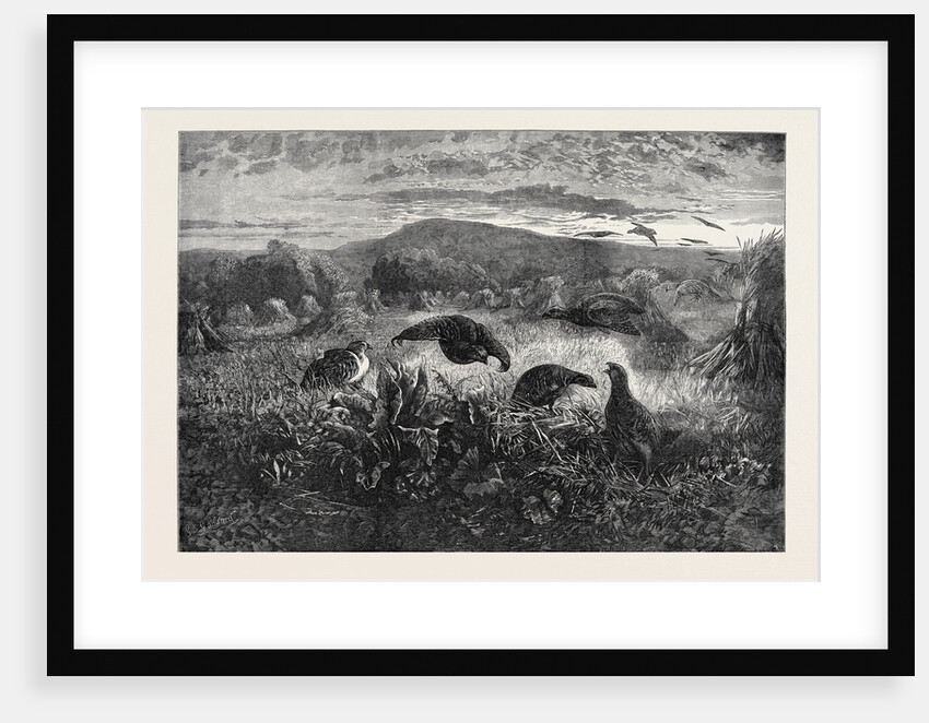 Birds in a Field by Anonymous