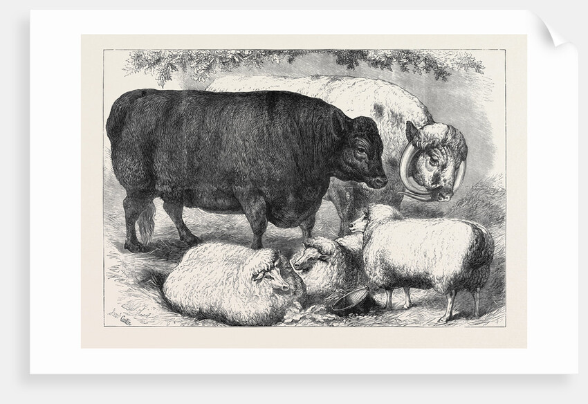 Prize Cattle and Sheep at the Smithfield Club Show 1871 by Anonymous