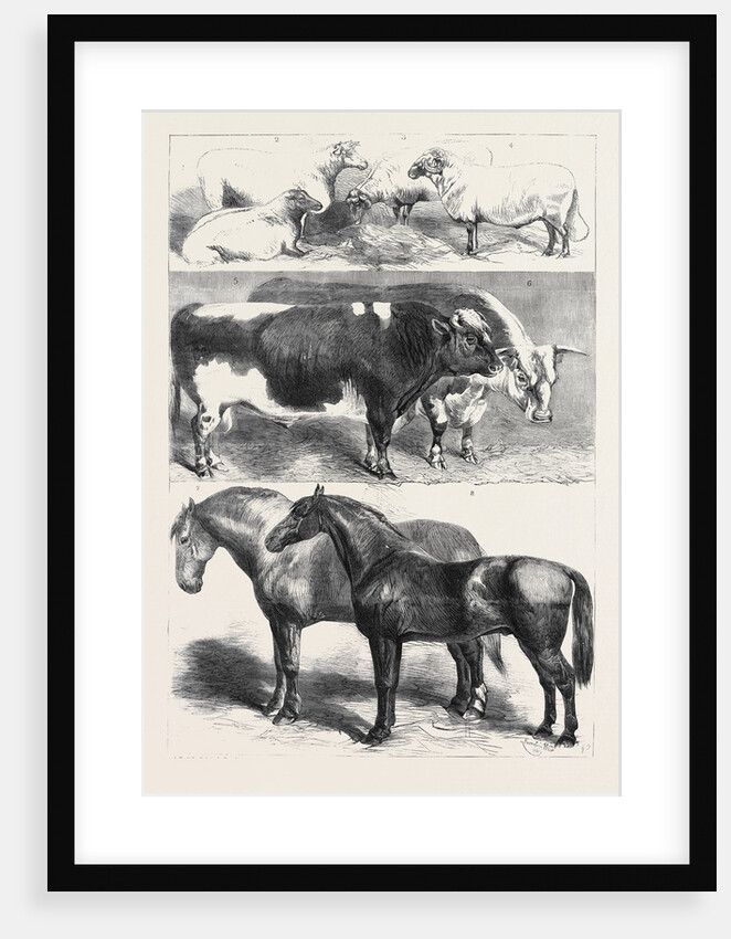 Prize Animals at the Royal Agricultural Society's Show at Leeds July 27 1861 by Anonymous