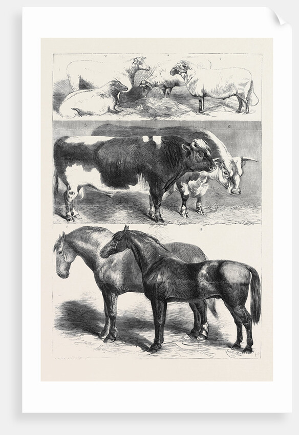 Prize Animals at the Royal Agricultural Society's Show at Leeds July 27 1861 by Anonymous