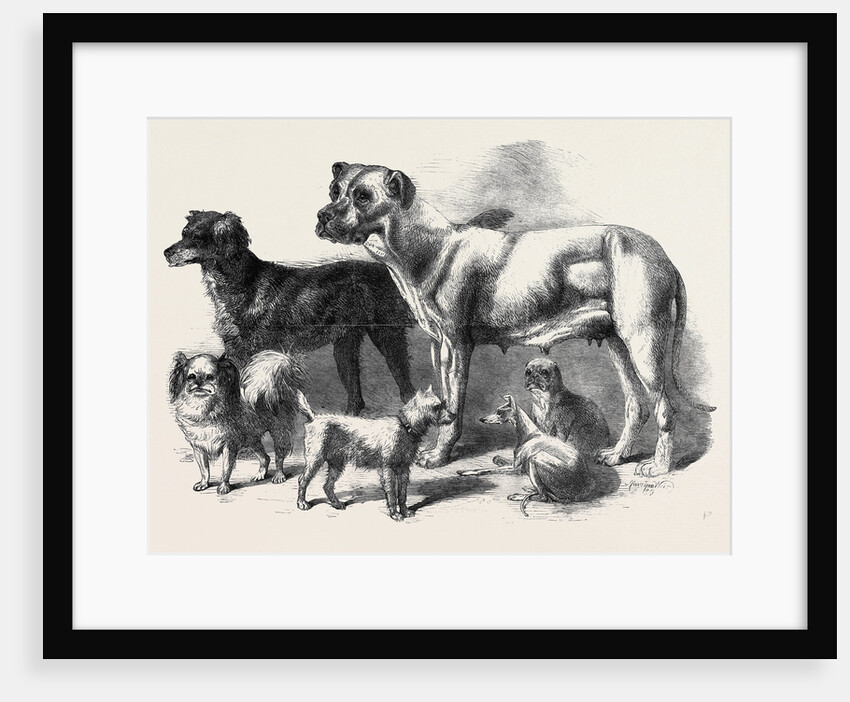 Prize Dogs at the Leeds Show August 3 1861 by Anonymous