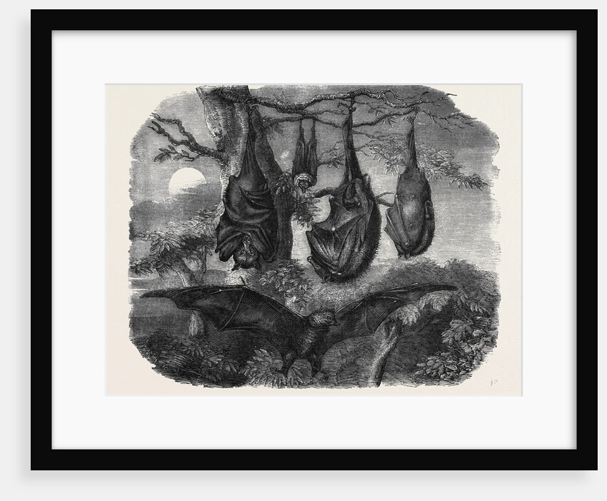 Flying Foxes Recently Added to the Zoological Society's Gardens Regent's Park by Anonymous