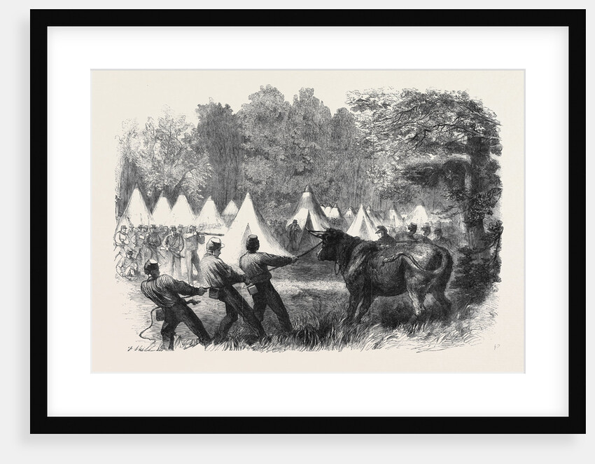 The War in America: Quartermaster's Department Killing Bullocks in the Federal Camp Virginia by Anonymous