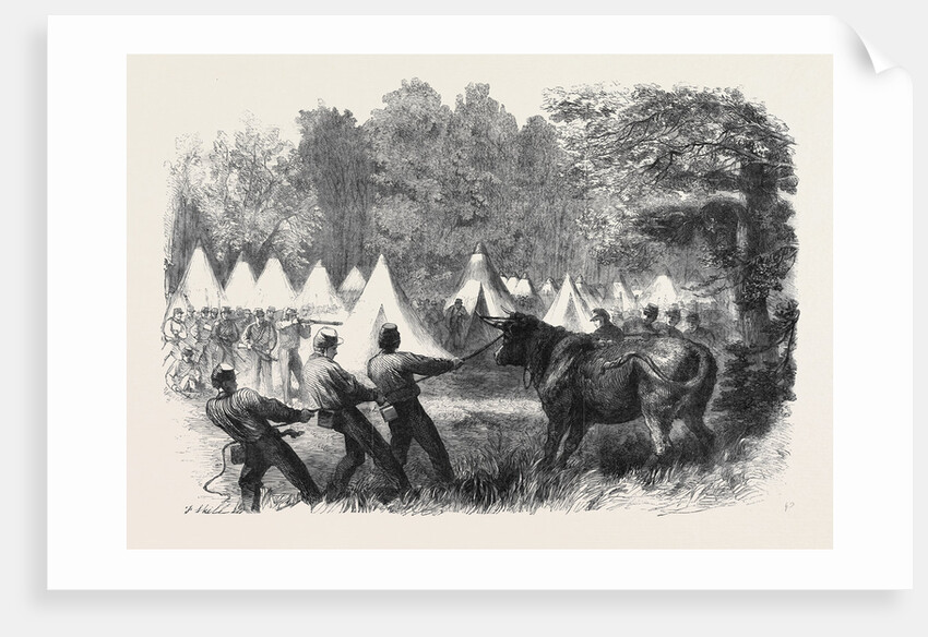 The War in America: Quartermaster's Department Killing Bullocks in the Federal Camp Virginia by Anonymous