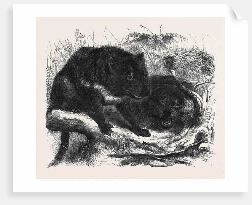 The Ursine Dasyure or Tasmanian Devil (Dasyurus Ursinus) by Anonymous