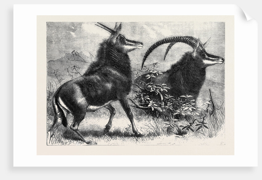 Sable Antelope from Southern Africa Recently Added to the Zoological Society's Gardens Regent's Park by Anonymous