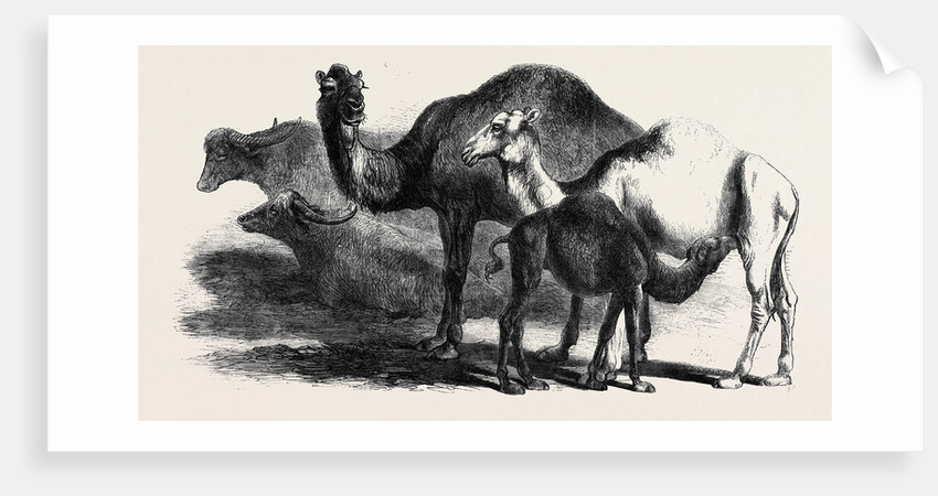 Buffaloes and Camels from the Royal Domain of San Bossore Animals at the Florence Exhibition by Anonymous