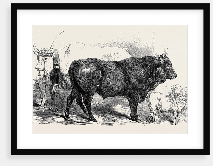 Pair of Oxen from the Royal Domain of the Val Di Chiana by Anonymous