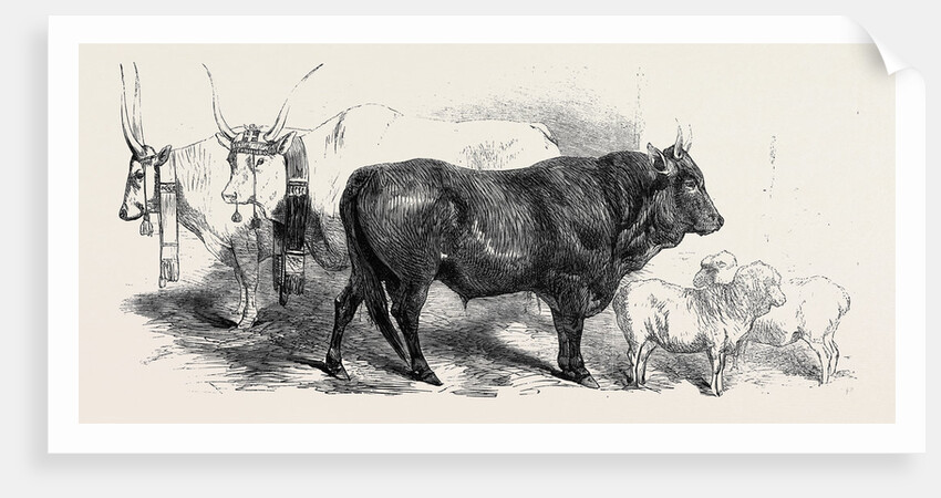Pair of Oxen from the Royal Domain of the Val Di Chiana by Anonymous