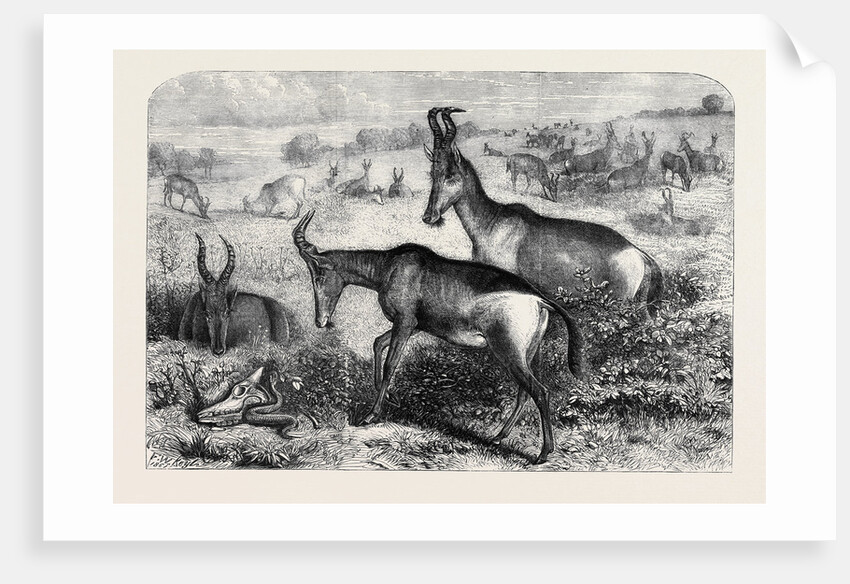 Hartebeeste Antelopes by Anonymous