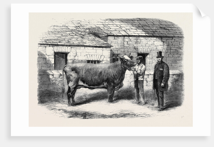 Captain Gunter's Duchess 77th First Prize Cow at the Royal Agricultural Society's Show at Leeds by Anonymous