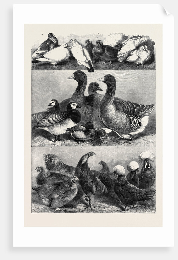 Prize Poultry and Pigeons at the Birmingham Exhibition by Anonymous