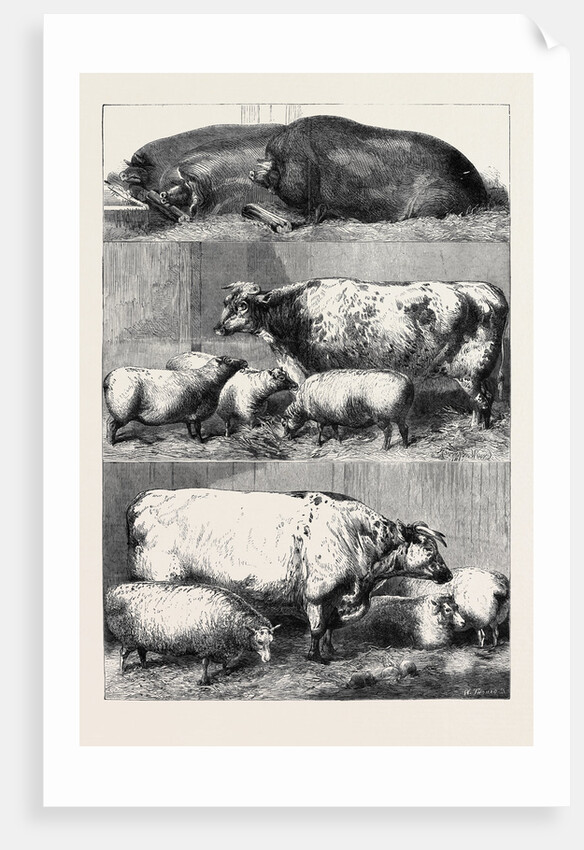 Prize Cattle at the Smithfield Club Cattle Show by Anonymous