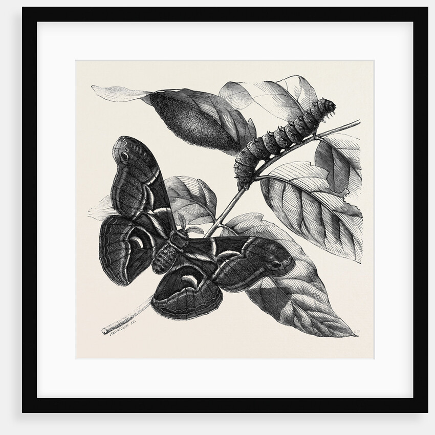 New Silkworm Moth (Saturnia Cynthia) Caterpillar and Cocoon by Anonymous