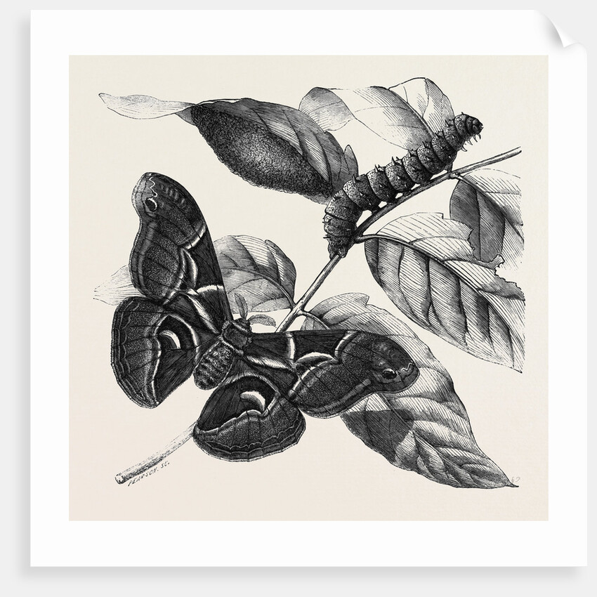 New Silkworm Moth (Saturnia Cynthia) Caterpillar and Cocoon by Anonymous