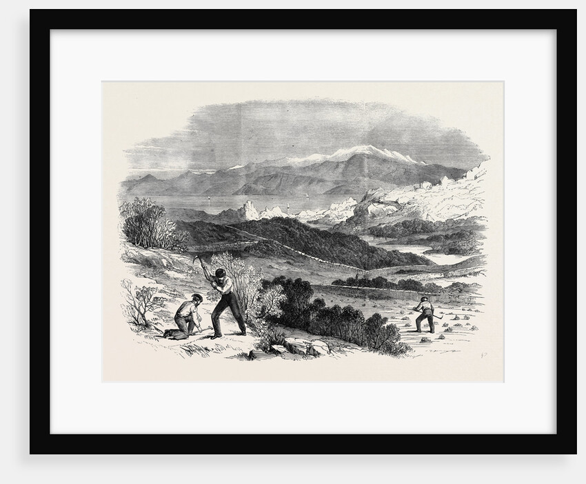 Garibaldi Digging Roots in His Favourite Garden Caprera by Anonymous