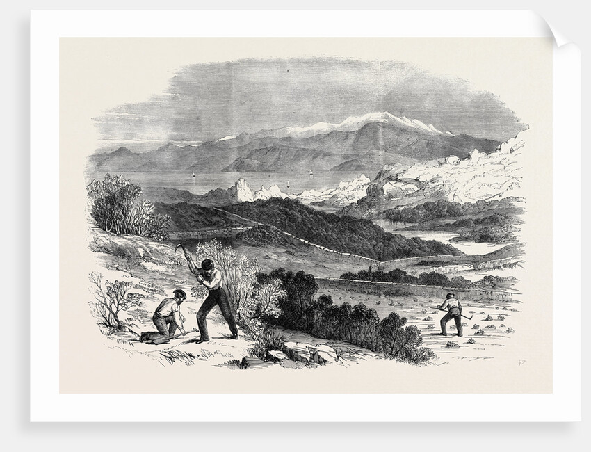 Garibaldi Digging Roots in His Favourite Garden Caprera by Anonymous