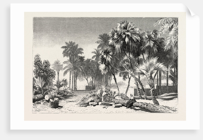 Date and Doom Palms by Anonymous