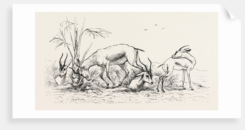 Group of Gazelles by Anonymous