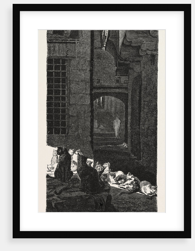 A Congress of Cats in the Sun by Anonymous