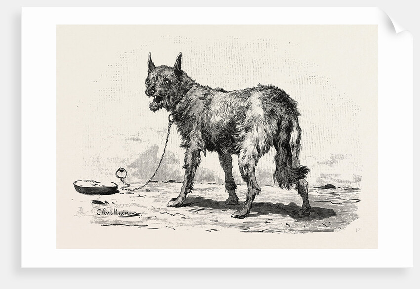 A Dog at Erment by Anonymous